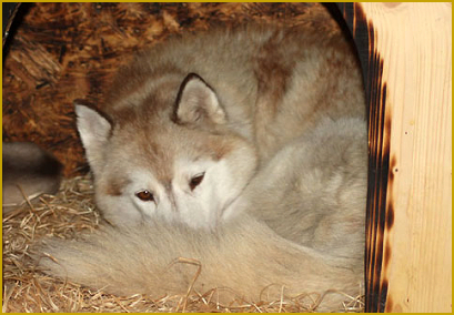 Schwierigkeiten nach der Geburt beim Husky