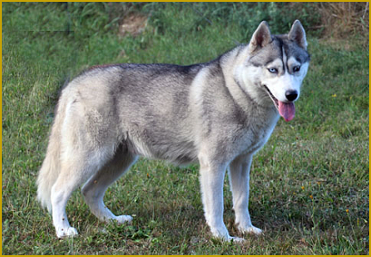 Die Welpenbewegungen beim Siberian Husky