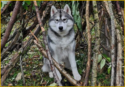 Wichtige Gesundheitsanforderungen beim Siberian Husky 