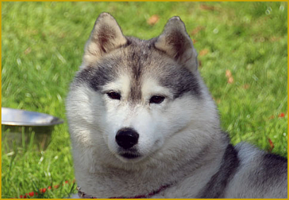 Zwingerschutz und Zuchtstättenname  beim Siberian Husky