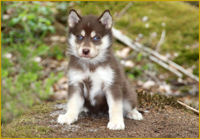 Die Stubenreinheit beim Siberian Husky