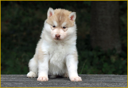 Die Gewichtszunahme des Huskywelpen