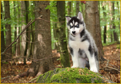 Die Prägephase beim Siberian Huskywelpen