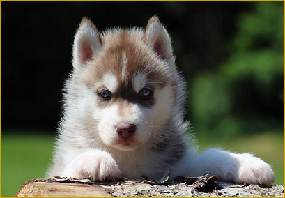 Die Frühförderung beim Siberian Huskywelpen