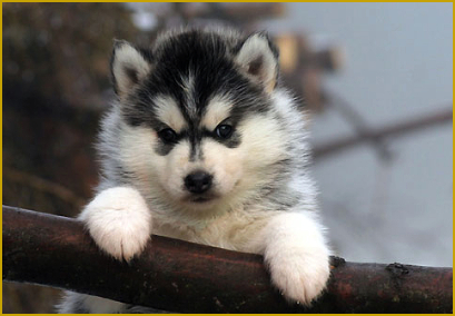 Welche Aufzuchtsbedingungen sind für einen Huskywelpen optimal