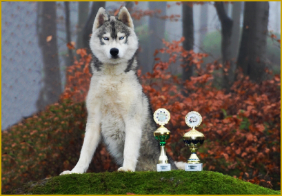 Auswahl eines geeigneten Huskydeckrüden 