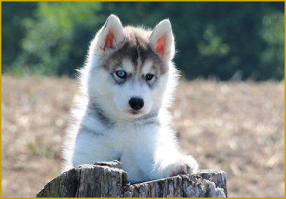 Mindestanforderung an einen seriösen Huskyzüchter